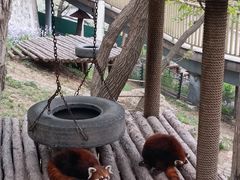 -大连森林动物园