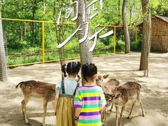 -合肥滨湖国家森林公园