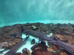 -太平洋海底世界