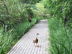 -翠湖国家城市湿地公园