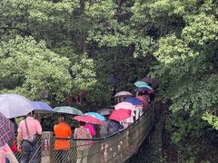-石台牯牛降景区