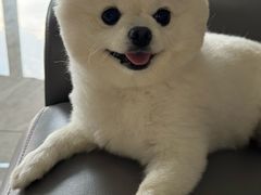 -帕帕拉兹宠物(亚洲旗舰店)