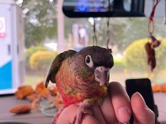 -青石桥花鸟鱼虫市场(叠翠城店)