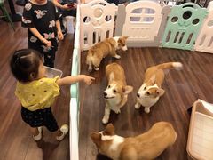 -柯斗斗主题餐厅·狗咖·围炉煮茶·茶饮(国瑞升平里店)