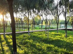 -东郊湿地公园
