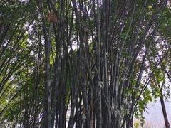 -望江楼公园