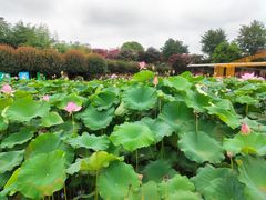 -武汉紫薇都市田园