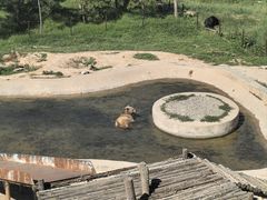-青藏高原野生动物园