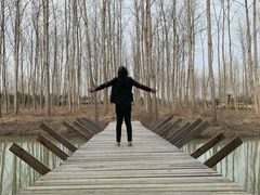 -合肥滨湖国家森林公园