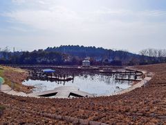 -大塘金香草谷