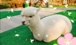 -萌宠亲子动物乐园(槐房万达店)