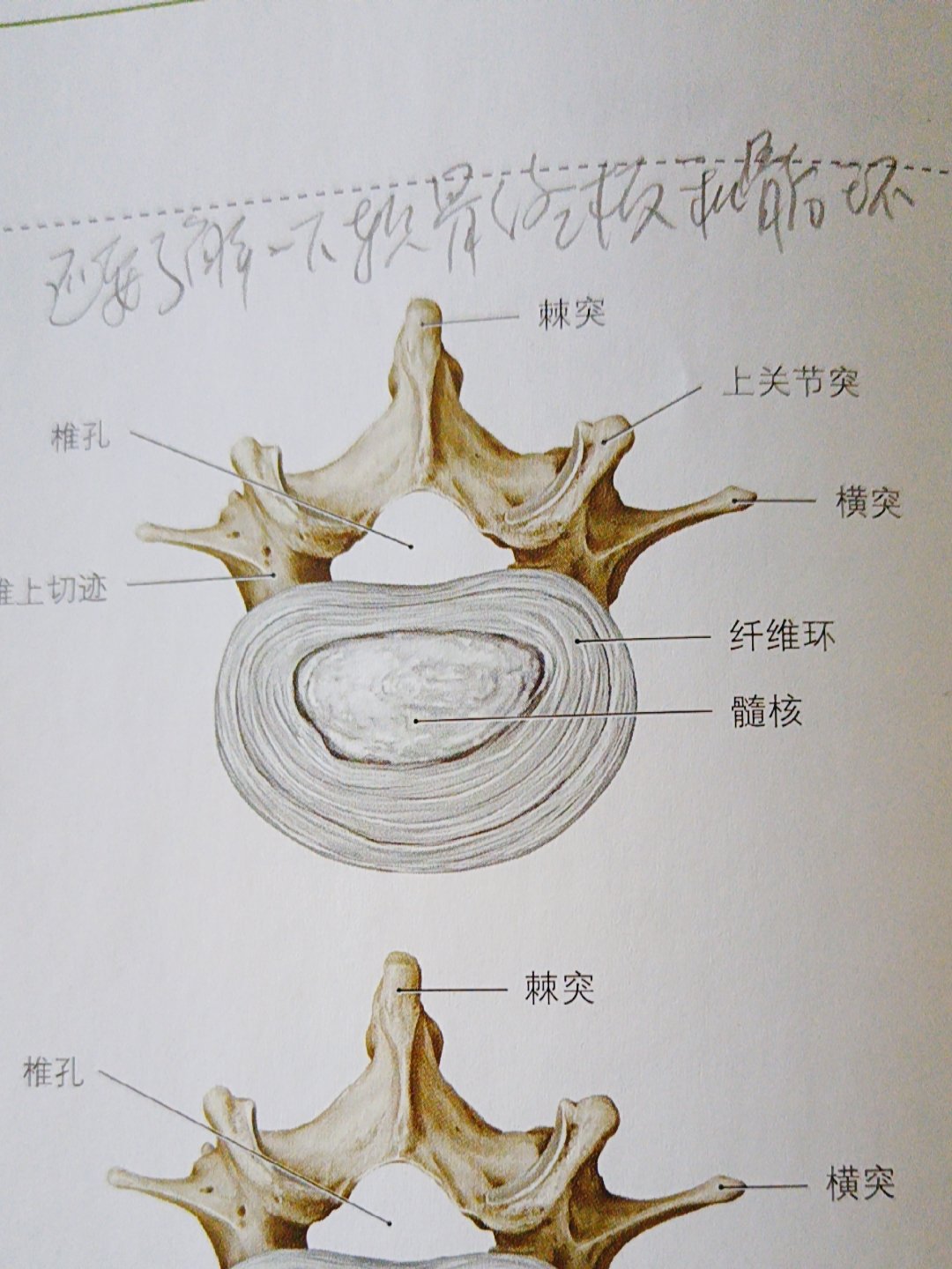 纤维环结构图片