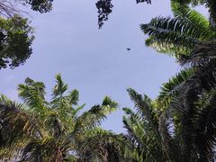 -深圳龙潭公园