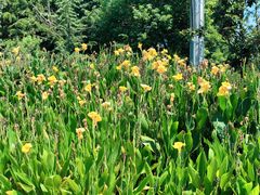 -合肥滨湖国家森林公园