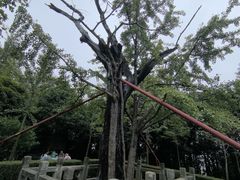 -上海佘山国家森林公园天马山园