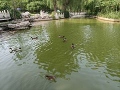-莲花池公园