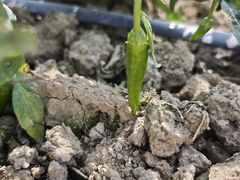 -新塘水果乐园(东洲大道店)