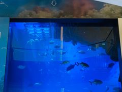 -迪拜水族馆及水下动物园