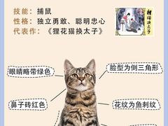 -翊宠yipet猫狗购宠庄园犬舍•猫舍
