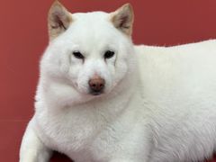 -和它·交个朋友·狗咖猫咖(爱琴海店)