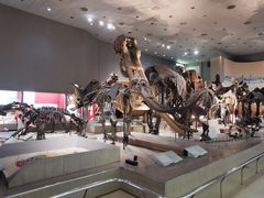 -大阪市立自然史博物馆