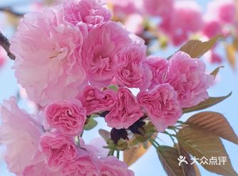 春日限定｜来科大看樱花鸭