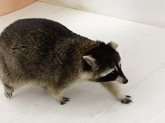 -浣熊柯尔鸭土拨鼠·电玩咖