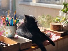 -海边的猫和咖啡馆