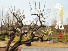 -莘庄梅园