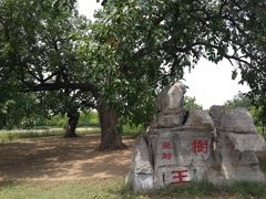 -御林古桑园