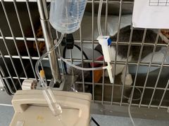 -艾贝尔宠物医院·24H转诊中心·肿瘤猫专科(江宁双龙店)