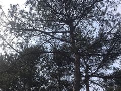 -崂山九水游览区