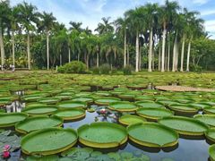 -中国科学院西双版纳热带植物园