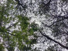 -铁山坪森林公园