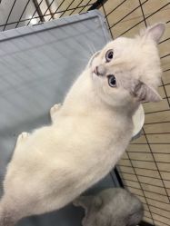 -镁连社·美联社