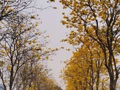 -洲头咀公园