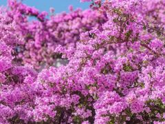 -深圳市中科院仙湖植物园