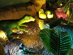 -恐龙探索乐园(磁器口店)