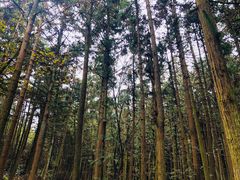 -大罗山风景区