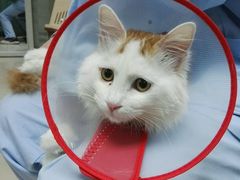 -康乐宝动物医院