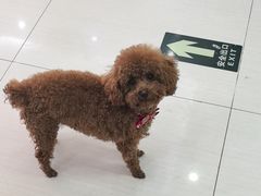 -全心全意连锁动物医院·微创中心·内科急重症·心脏专科(丰管路店)