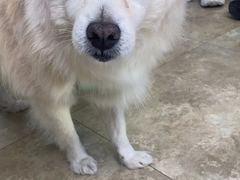-美联众合动物医院·24h转诊中心