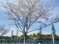 -高东镇樱花园