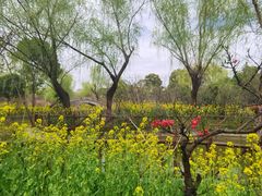 -南汇桃花村