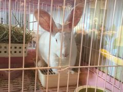 -藦茜花园宠物主题亲子互动体验馆(国顺东路店)