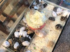 -双季花艺园艺市场(浦东店)