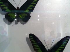 -上海大自然野生昆虫馆(东方明珠·爬宠昆虫探索中心)