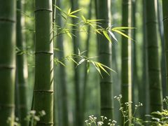 -缙云山景区