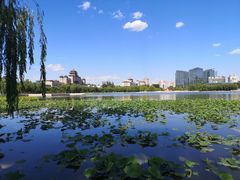 -莲花池公园