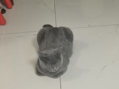 -瑞鹏宠物医院·骨科·猫科·内科(第一中心)